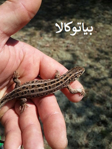 مارمولک در محیط زندگی